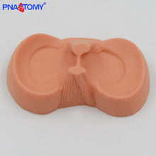 Load image into Gallery viewer, Meniscus Suture Model Life Size Human Demilune Menisci Medical Science Teaching Tool Anatomical Model Educational Equipment
