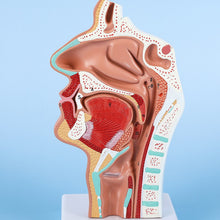 Load image into Gallery viewer, Head Anatomy Model Nasopharyngeal Model Side Vascular Nerve Model In The Mouth, Nose and Throat Nasal Cavity Anatomical Model
