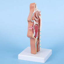 Load image into Gallery viewer, Head Anatomy Model Nasopharyngeal Model Side Vascular Nerve Model In The Mouth, Nose and Throat Nasal Cavity Anatomical Model
