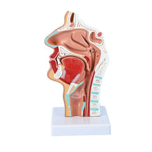 Load image into Gallery viewer, Head Anatomy Model Nasopharyngeal Model Side Vascular Nerve Model In The Mouth, Nose and Throat Nasal Cavity Anatomical Model
