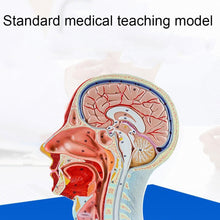 Load image into Gallery viewer, Human Muscle Modle And Nerve Blood Vessel, Head Section Brain, Human Anatomy Model. School Medical Teaching
