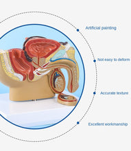 Load image into Gallery viewer, Male Pelvis Anatomy Model Testis Prostate Anatomical Model Urinary System Medical Teaching Model Educational Equipment Gift
