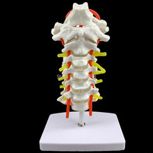 Load image into Gallery viewer, Human Anatomical Model Cervical Vertebra Model Cervical Spine with Neck Artery Occipital Bone Disc and Nerve Model 18 x 13 x 8cm
