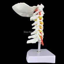 Load image into Gallery viewer, Human Anatomical Model Cervical Vertebra Model Cervical Spine with Neck Artery Occipital Bone Disc and Nerve Model 18 x 13 x 8cm
