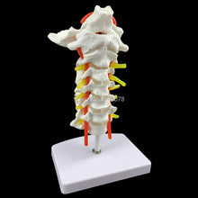 Load image into Gallery viewer, Human Anatomical Model Cervical Vertebra Model Cervical Spine with Neck Artery Occipital Bone Disc and Nerve Model 18 x 13 x 8cm
