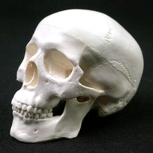 Load image into Gallery viewer, Human Anatomical Model Medicine Skull Human Anatomical Anatomy Head Studying Anatomy Teaching Supplies Skull Model
