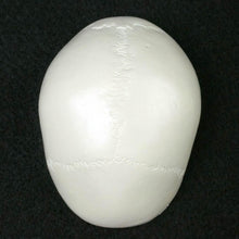 Load image into Gallery viewer, Human Anatomical Model Medicine Skull Human Anatomical Anatomy Head Studying Anatomy Teaching Supplies Skull Model
