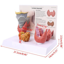 Load image into Gallery viewer, Human Anatomical Thyroid Gland Model Pathology Anatomy Digestive System Display Study Teaching Tool Halloween
