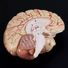 Load image into Gallery viewer, Human Anatomy Head Skull Brain Cerebral Artery Anatomical Model For Teaching material escolar
