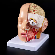 Load image into Gallery viewer, Human Anatomy Head Skull Brain Cerebral Artery Anatomical Model For Teaching material escolar
