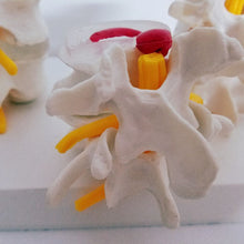 Load image into Gallery viewer, Human Anatomy Skeleton Spine 4-Stages Lumbar Vertebral Model Brain Skull Traumatic Medical Teaching Supplies
