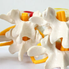 Load image into Gallery viewer, Human Anatomy Skeleton Spine 4-Stages Lumbar Vertebral Model Brain Skull Traumatic Medical Teaching Supplies
