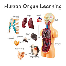 Load image into Gallery viewer, Human Body Model Educational Learning Tool Organ Assembly Teaching Toys For Student Children
