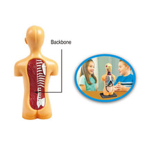 Load image into Gallery viewer, Human Body Model Educational Learning Tool Organ Assembly Teaching Toys For Student Children
