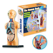 Load image into Gallery viewer, Human Body Model Educational Learning Tool Organ Assembly Teaching Toys For Student Children
