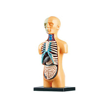 Load image into Gallery viewer, Human Body Model Educational Learning Tool Organ Assembly Teaching Toys For Student Children

