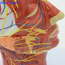 Load image into Gallery viewer, Human Head with Muscle and Nerve Blood Vessel Brain Anatomy Oral Cavity Throat Anatomical Model Skull Face Muscle Life Size
