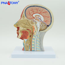 Load image into Gallery viewer, Human Head with Muscle and Nerve Blood Vessel Brain Anatomy Oral Cavity Throat Anatomical Model Skull Face Muscle Life Size
