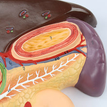 Load image into Gallery viewer, Human Liver Duodenum Spleen Anatomy Model Medical Science Teaching Resources
