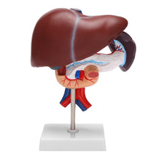 Load image into Gallery viewer, Human Liver Pancreas Duodenum Anatomical Anatomy Model Model Life Size Structure Model of Liverspleen Blood Vessel
