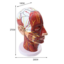 Load image into Gallery viewer, Human Muscle Modle And Nerve Blood Vessel, Head Section Brain, Human Anatomy Model. School Medical Teaching
