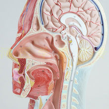 Load image into Gallery viewer, Human Muscle Modle And Nerve Blood Vessel, Head Section Brain, Human Anatomy Model. School Medical Teaching
