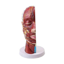 Load image into Gallery viewer, Human Muscle Modle And Nerve Blood Vessel, Head Section Brain, Human Anatomy Model. School Medical Teaching
