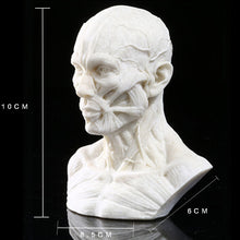 Load image into Gallery viewer, Human Muscle Skeleton Head Model Muscle Head Skull Anatomy Sculpture Art Sketch Medical Learning supplies
