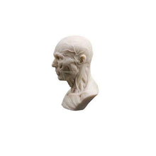 Load image into Gallery viewer, Human Muscle Skeleton Head Model Muscle Head Skull Anatomy Sculpture Art Sketch Medical Learning supplies
