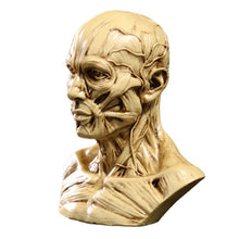 Load image into Gallery viewer, Human Muscle Skeleton Head Model Muscle Head Skull Anatomy Art Sketch Medical Learning supplies

