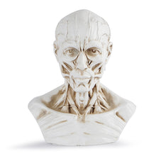 Load image into Gallery viewer, Human Muscle Skeleton Head Model Muscle Head Skull Anatomy Art Sketch Medical Learning supplies
