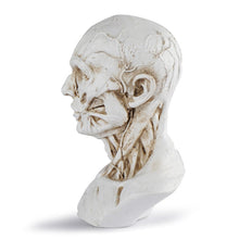 Load image into Gallery viewer, Human Muscle Skeleton Head Model Muscle Head Skull Anatomy Art Sketch Medical Learning supplies
