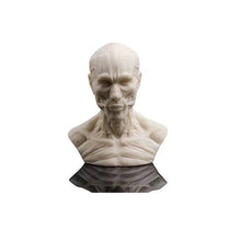 Load image into Gallery viewer, Human Muscle Skeleton Head Model Muscle Head Skull Anatomy Sculpture Art Sketch Medical Learning supplies
