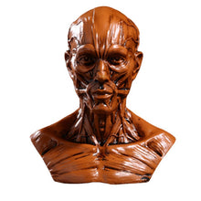Load image into Gallery viewer, Human Muscle Skeleton Head Model Muscle Head Skull Anatomy Art Sketch Medical Learning supplies
