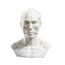 Load image into Gallery viewer, Human Muscle Skeleton Head Model Muscle Head Skull Anatomy Sculpture Art Sketch Medical Learning supplies
