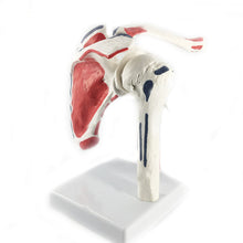 Load image into Gallery viewer, Human Shoulder Joint Anatomy Model Medical Science Teaching Resources Dropshipping
