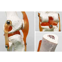 Load image into Gallery viewer, Human Skeleton Joint Anatomy Models Knee Elbow Foot Hand Shoulder Hip Joint with Ligaments Medical Science Teaching Supplies
