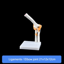 Load image into Gallery viewer, Human Skeleton Joint Anatomy Models Knee Elbow Foot Hand Shoulder Hip Joint with Ligaments Medical Science Teaching Supplies

