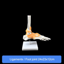 Load image into Gallery viewer, Human Skeleton Joint Anatomy Models Knee Elbow Foot Hand Shoulder Hip Joint with Ligaments Medical Science Teaching Supplies
