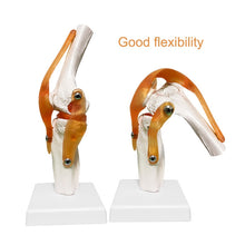 Load image into Gallery viewer, Human Skeleton Joint Anatomy Models Knee Elbow Foot Hand Shoulder Hip Joint with Ligaments Medical Science Teaching Supplies
