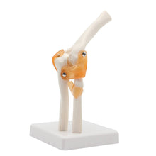 Load image into Gallery viewer, Human Skeleton Joint Anatomy Models Knee Elbow Foot Hand Shoulder Hip Joint with Ligaments Medical Science Teaching Supplies

