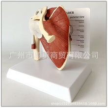Load image into Gallery viewer, Human Skeleton Shoulder Scapula Clavicle Muscle Model Joint Functional Ligament Medical Teaching Aid

