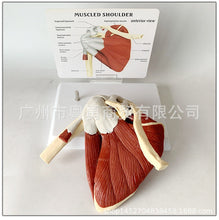 Load image into Gallery viewer, Human Skeleton Shoulder Scapula Clavicle Muscle Model Joint Functional Ligament Medical Teaching Aid
