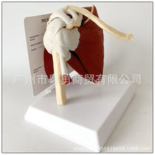 Load image into Gallery viewer, Human Skeleton Shoulder Scapula Clavicle Muscle Model Joint Functional Ligament Medical Teaching Aid
