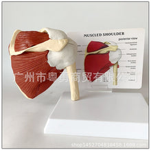 Load image into Gallery viewer, Human Skeleton Shoulder Scapula Clavicle Muscle Model Joint Functional Ligament Medical Teaching Aid
