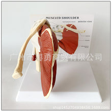 Load image into Gallery viewer, Human Skeleton Shoulder Scapula Clavicle Muscle Model Joint Functional Ligament Medical Teaching Aid
