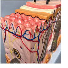 Load image into Gallery viewer, Human Skin Enlarged Hair Layer Structure Anatomical Model  skull 35times layout  face Skin pele anatomia facial anatomy models
