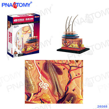 Load image into Gallery viewer, Human Skin Model Detachable DIY Educational Equipment With Manual 4D MASTER Enlarged Skin Structure 19 PCS Teaching Resources
