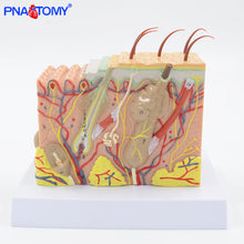 Load image into Gallery viewer, Human Skin Model Detachable DIY Educational Equipment With Manual 4D MASTER Enlarged Skin Structure 19 PCS Teaching Resources
