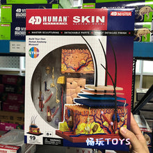 Load image into Gallery viewer, Human Skin Model Detachable DIY Educational Equipment With Manual 4D MASTER Enlarged Skin Structure 19 PCS Teaching Resources
